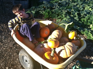 Sage rides with the pumpkins